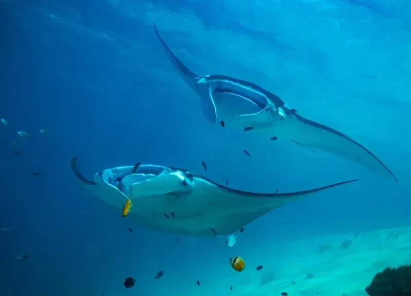 Two manta rays over the reef at Manta Point, Komodo